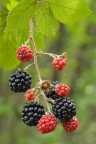 Rubus fruticosus Rubus fruticosus