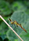 Libellula Libellula