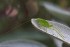 Ninfa di Tettigonia viridissima Ninfa di Tettigonia viridissima
