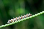 Bruco Melitaea Bruco Melitaea