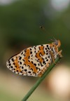 Melitaea Melitaea
