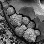 Piccola pirite Piccola pirite