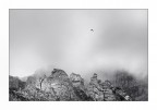 Alpine chough