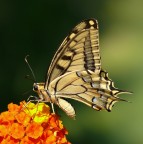 Fremito d'ali Fremito d'ali