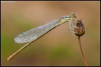 Canon EOS 40D - Canon EF 100mm f/2.8 Macro USM - f/16 - 0,6 sec. - ISO 100 - no crop - sollevamento specchio - cavo di scatto - treppiede - Plamp 

[b][url=http://i246.photobucket.com/albums/gg102/megapixel_2008/Macro/IMG_5697_filtered.jpg]Foto ad alta risoluzione (1200 pixels)[/url][/b]