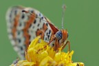 Melitaea Didyma Melitaea Didyma