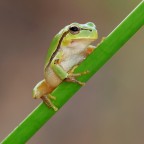 Ritratto di Hyla Ritratto di Hyla