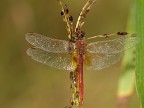 libellula rossa libellula rossa