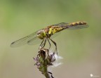 Ho cambiato posto e ho trovato un paio di esemplari femmina di Sympetrum striolatum.
Purtroppo il vento era assassino e la maf  andata un po' a farsi benedire... peccato perch erano tutto sommato abbastanza amabili e collaborative.
Nonostante gli ISO bassi, non capisco la presenza del rumore.

Exif: F/9, 1/60sec, ISO-160, Exp Comp +0.7eV, Cavalletto
se si gradisce... in HR [url]http://img228.imageshack.us/img228/8363/img2127d.jpg[/url]