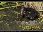 Pulcino di Gallinella d'Acqua # 2 - Grattatina