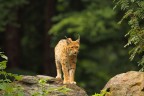 lince sotto la pioggia