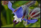 Primavera Primavera
