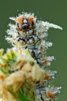 Melitea Didyma