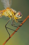 Sympetrum Fonscolombii Sympetrum Fonscolombii