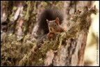 Dati di scatto: canon eos 40D, sigma 150-500 os hsm, mano libera

Un simpatico scoiattolo in Val Roseg.
Ce n'eran vari tra cui un paio (uno della coppia e questo) che si rincorrevano su un alto tronco non badando assolutamente alla mia presenza, presi com'erano nell'inseguimento.