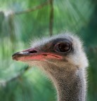 Okkio allo struzzo Okkio allo struzzo