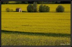 Giallo Giallo