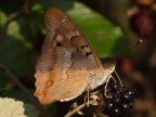 Apatura ilia Apatura ilia