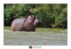 hippo hippo