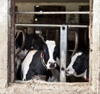 Pettegole alla finestra Pettegole alla finestra