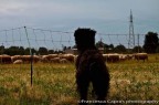 Who's minding the sheeps?? Who's minding the sheeps??