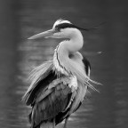 piano americano piano americano