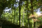 Il bosco si specchia nell'acqua increspata di un ruscello.