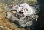 l'alieno che veniva dal mare l'alieno che veniva dal mare