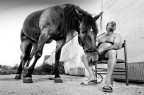 il cavallo del blaco il cavallo del blaco
