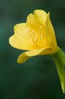 Yellow Flower Yellow Flower