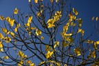 Autunno: un fico cerca di competere con il cielo blu.