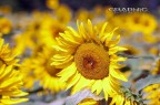 girasole girasole