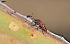Pyrrhocoris apterus Pyrrhocoris apterus