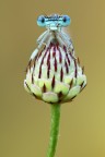 Ritratto damigella Ritratto damigella
