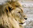 Profilo del leone Profilo del leone