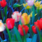 flowers flowers