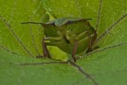 Cimice