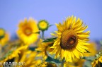girasole2 girasole2