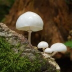 Oudemansiella mucida Oudemansiella mucida