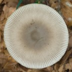 Amanitopsis vaginata Amanitopsis vaginata