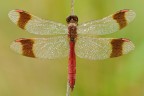 Sympetrum Pedemontanum Sympetrum Pedemontanum