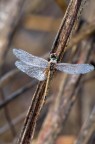 Libellula invalida Libellula invalida