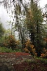 Nel sottobosco
