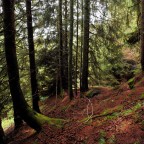 Nel sottobosco Nel sottobosco