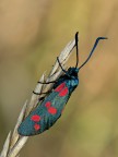 zygaena2 zygaena2
