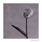 il Tulipano Fantasma il Tulipano Fantasma