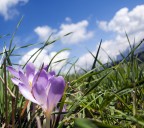 Dolomiti e flora # - Punti di vista Dolomiti e flora # - Punti di vista