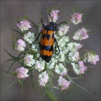 Mylabris variabilis - Composition! Mylabris variabilis - Composition!