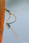 Ishnura elegans in accoppiamento al tramonto Ishnura elegans in accoppiamento al tramonto