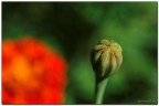 Tagetes Tagetes